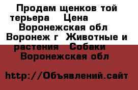 Продам щенков той-терьера  › Цена ­ 7 000 - Воронежская обл., Воронеж г. Животные и растения » Собаки   . Воронежская обл.